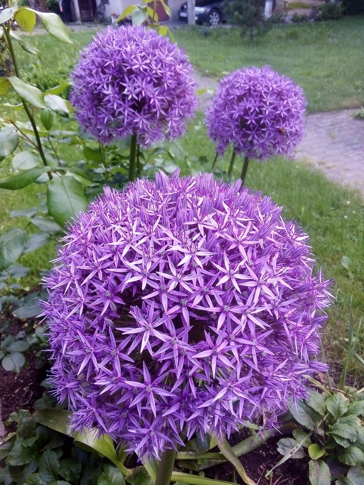 Česnakai dekoratyviniai violetiniai mėlynai, labai dideli žiedai 'Globemaster', 20 vnt. (Didelis kiekis) Česnakai dekoratyviniai violetiniai mėlynai, labai dideli žiedai 'Globemaster', 20 vnt. (Didelis kiekis)