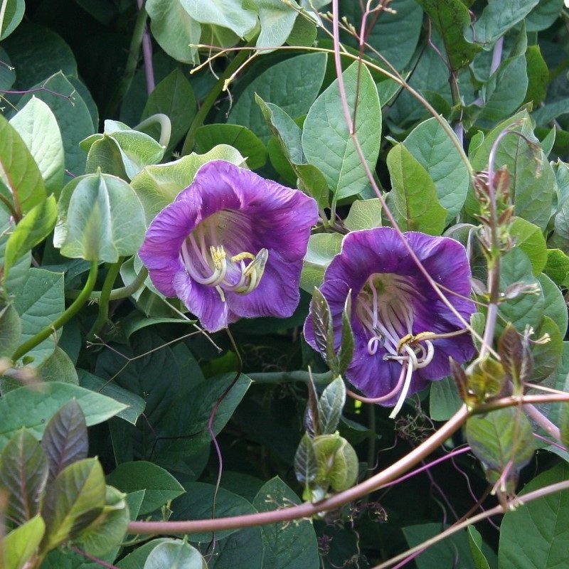 Kobėjos lipikės vijoklinės violetinės, greit augančios 6 sėklos L. Kobėjos lipikės vijoklinės violetinės, greit augančios 6 sėklos L.