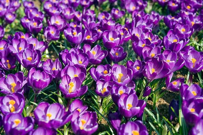 Krokai pavasariniai stambiažiedžiai violetiniai 'FLOWER RECORD', 10 svogūnėlių (Elite) Krokai pavasariniai stambiažiedžiai violetiniai 'FLOWER RECORD', 10 svogūnėlių (Elite)