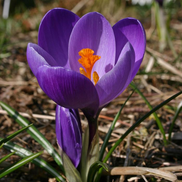 Krokai pavasariniai stambiažiedžiai violetiniai 'FLOWER RECORD', 10 svogūnėlių (Elite) Krokai pavasariniai stambiažiedžiai violetiniai 'FLOWER RECORD', 10 svogūnėlių (Elite)