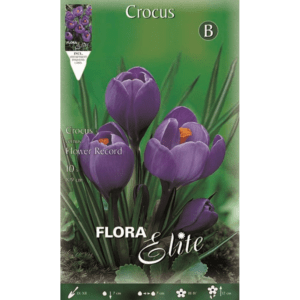 Krokai pavasariniai stambiažiedžiai violetiniai 'FLOWER RECORD', 10 svogūnėlių (Elite)