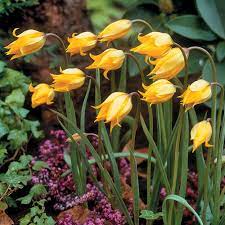 Tulpės laukinės žemos geltonos (sylvestris