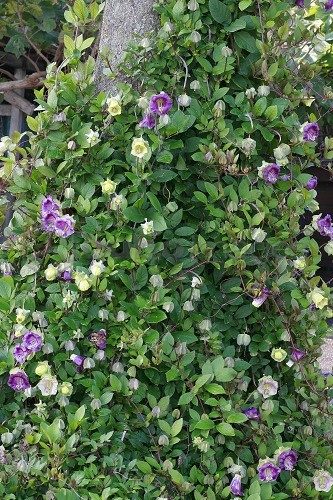 Kobėjos lipikės vijoklinės violetinės, greit augančios 6 sėklos L. Kobėjos lipikės vijoklinės violetinės, greit augančios 6 sėklos L.