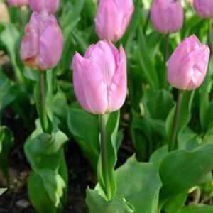 Paprastosios ankstyvosios žemos tulpės, šviesiai rožinė, tinka pražydinimui vazone 'LIGHT PINK PRINCE', 7 svogūnėliai (Elite)