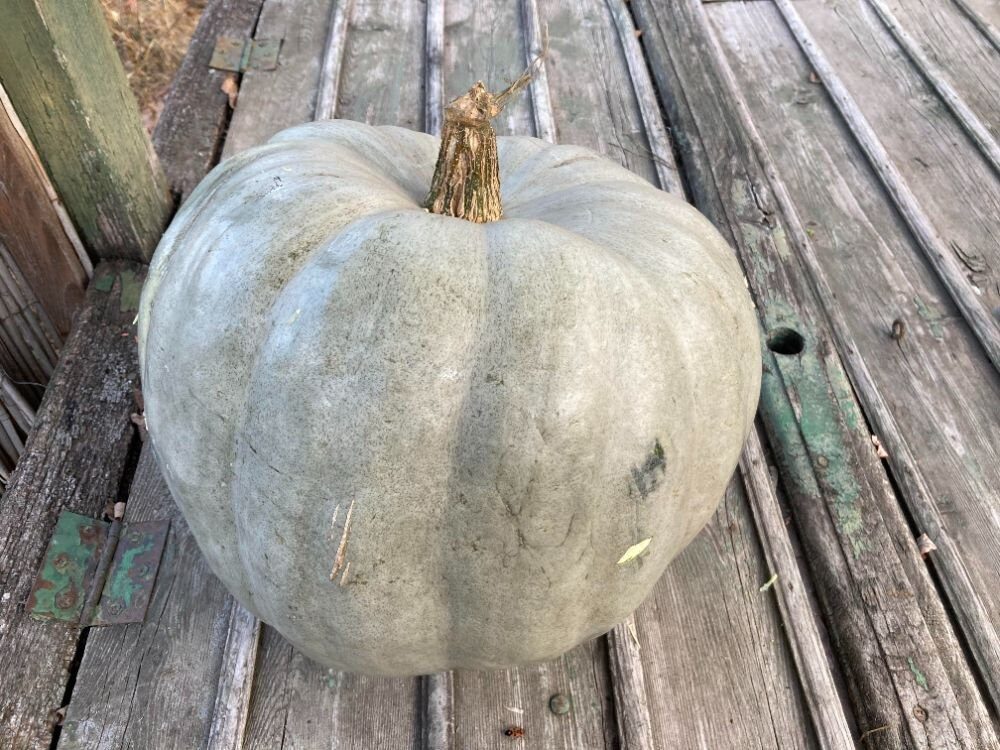 Moliūgai melsvai pilki, minkštimas oranžinis 'NAGYDOBOSI' 2 g A. Moliūgai melsvai pilki, minkštimas oranžinis 'NAGYDOBOSI' 2 g A.