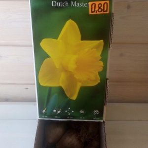 narcizai Dutch Master dėžėjeR377