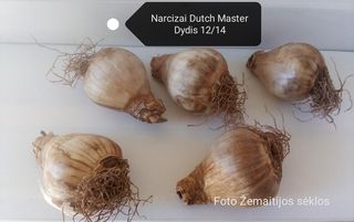 narcizai geltoni trumpet Dutch Master