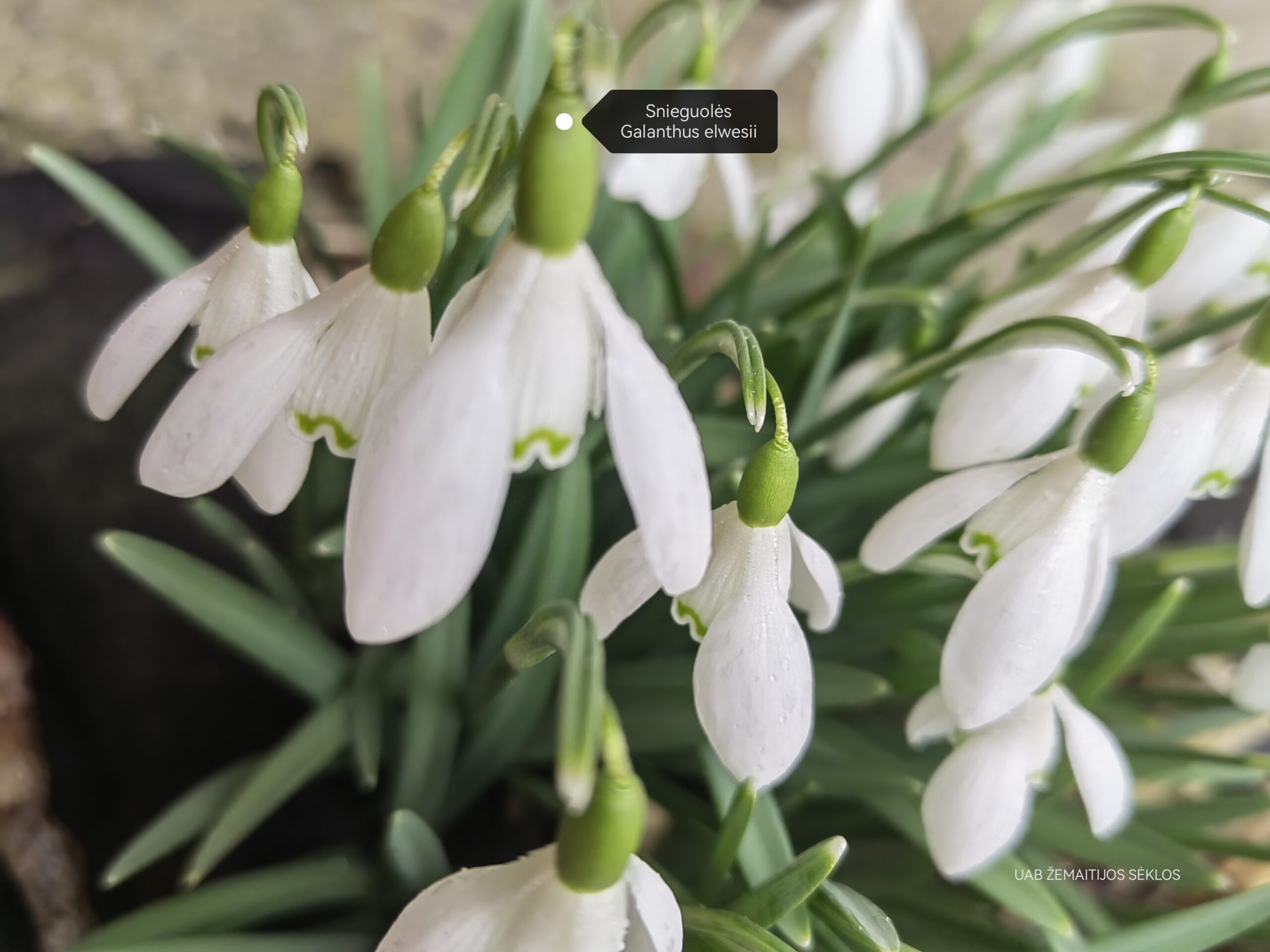 Snieguolės (Galanthus elwesii), tradicinės 10 svogūnėlių Snieguolės (Galanthus elwesii), tradicinės 10 svogūnėlių