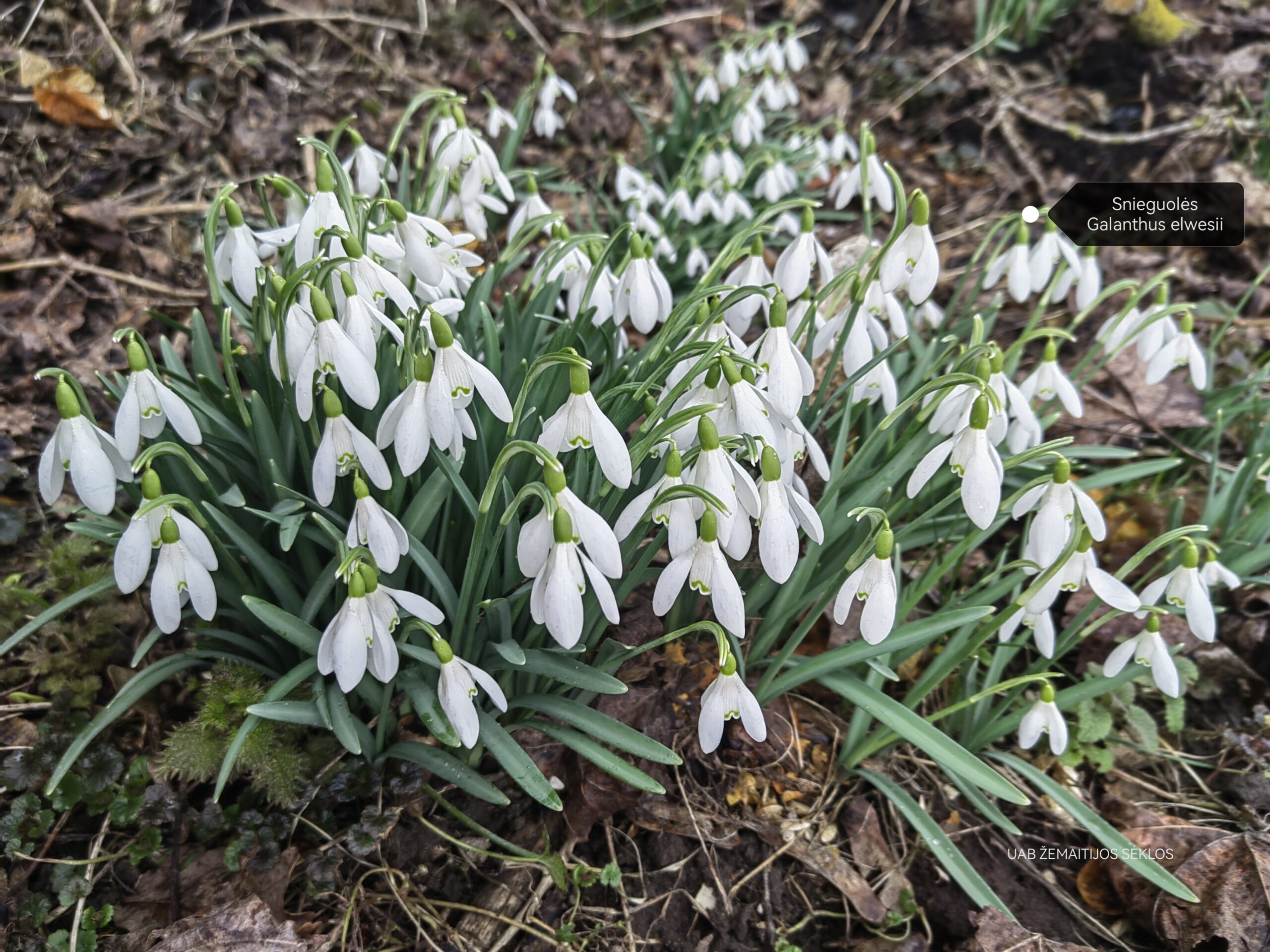Snieguolės (Galanthus elwesii), tradicinės 10 svogūnėlių Snieguolės (Galanthus elwesii), tradicinės 10 svogūnėlių
