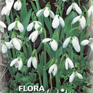 Snieguolės (Galanthus elwesii), tradicinės 10 svogūnėlių Snieguolės (Galanthus elwesii), tradicinės 10 svogūnėlių