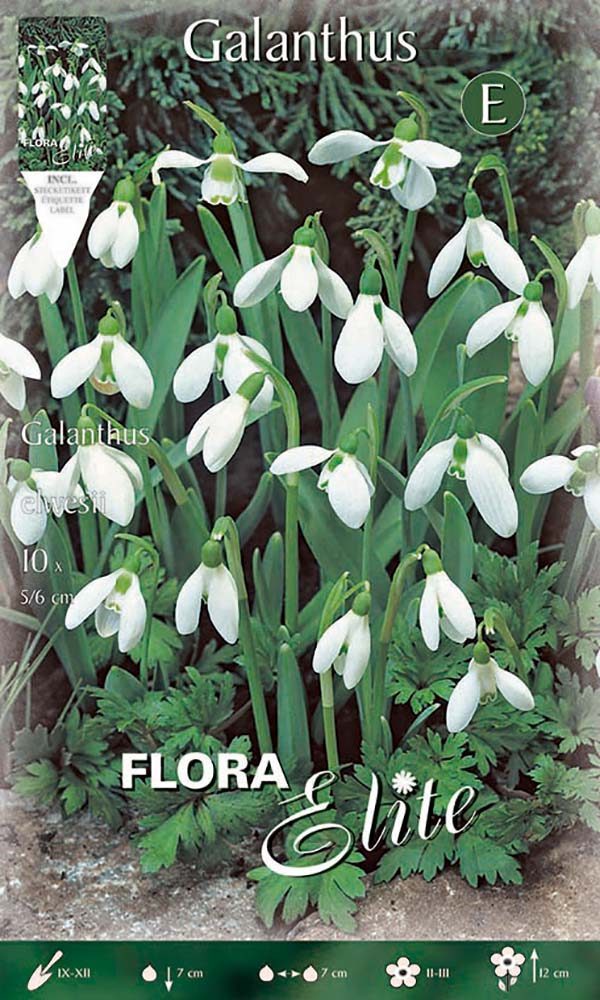 Snieguolės (Galanthus elwesii), tradicinės 10 svogūnėlių Snieguolės (Galanthus elwesii), tradicinės 10 svogūnėlių