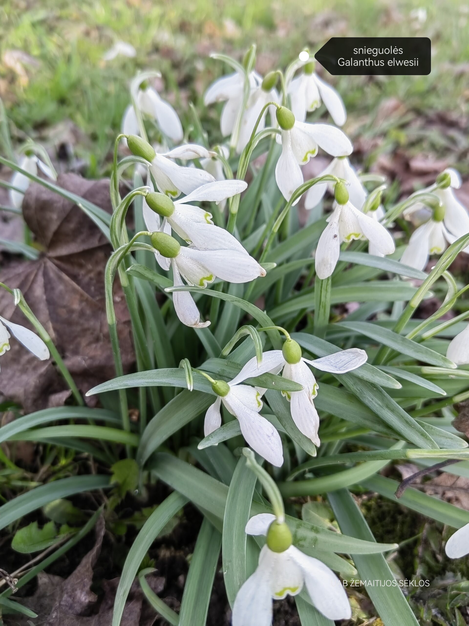 Snieguolės (Galanthus elwesii), tradicinės 10 svogūnėlių Snieguolės (Galanthus elwesii), tradicinės 10 svogūnėlių