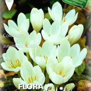 Vėlyviai (Colchicum) balti, žydi rudenį 'AUTUMNALE ALBUM', 1 svogūnėlis (Elite) Vėlyviai (Colchicum) balti, žydi rudenį 'AUTUMNALE ALBUM', 1 svogūnėlis (Elite)