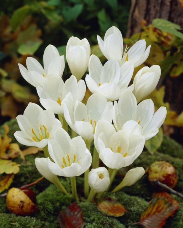 Vėlyviai (Colchicum) balti, žydi rudenį 'AUTUMNALE ALBUM', 1 svogūnėlis (Elite) Vėlyviai (Colchicum) balti, žydi rudenį 'AUTUMNALE ALBUM', 1 svogūnėlis (Elite)