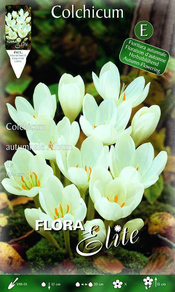 Vėlyviai (Colchicum) balti, žydi rudenį 'AUTUMNALE ALBUM', 1 svogūnėlis (Elite) Vėlyviai (Colchicum) balti, žydi rudenį 'AUTUMNALE ALBUM', 1 svogūnėlis (Elite)