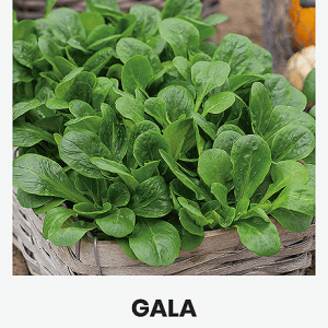 Sultenės salotinės ankstyvos 'GALA' 1 g A.