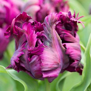 Tulpės papūginės vėlyvos margos 'NEGRITA'