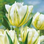 Tulpės baltos su geltonu, žalsvu žiedlapiu 'WHITE VALLEY',
