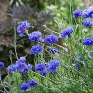 Rugiagėlės mėlynos skynimui, žydinčioms pievelėms 'BLUE DIADEM' 2 g A.