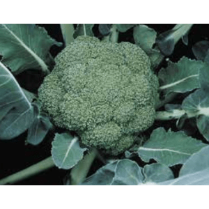 MONTOP H brokoliai darze