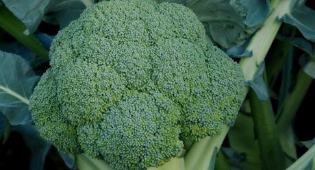 MONTOP H brokoliai iš arti