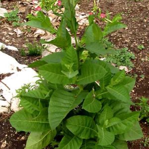 Nicotiana tabacum augalas 1