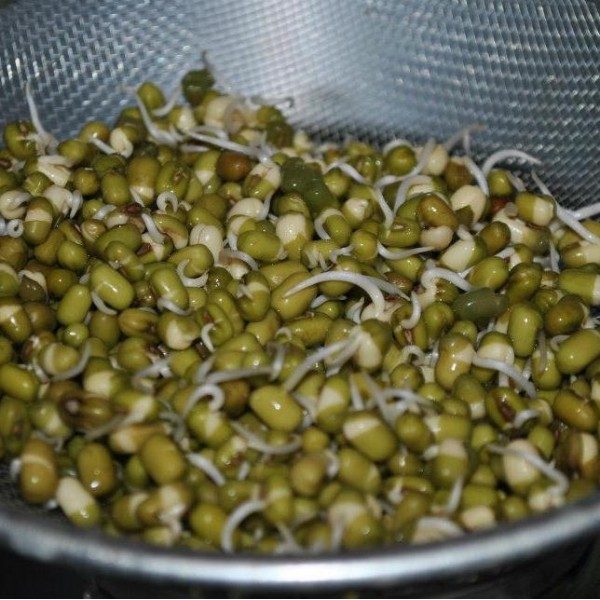 Pupuolės spindulinės Mung (sėklos daiginimui) 15 g NAUJIENA 2022 m. Pupuolės spindulinės Mung (sėklos daiginimui) 15 g NAUJIENA 2022 m.