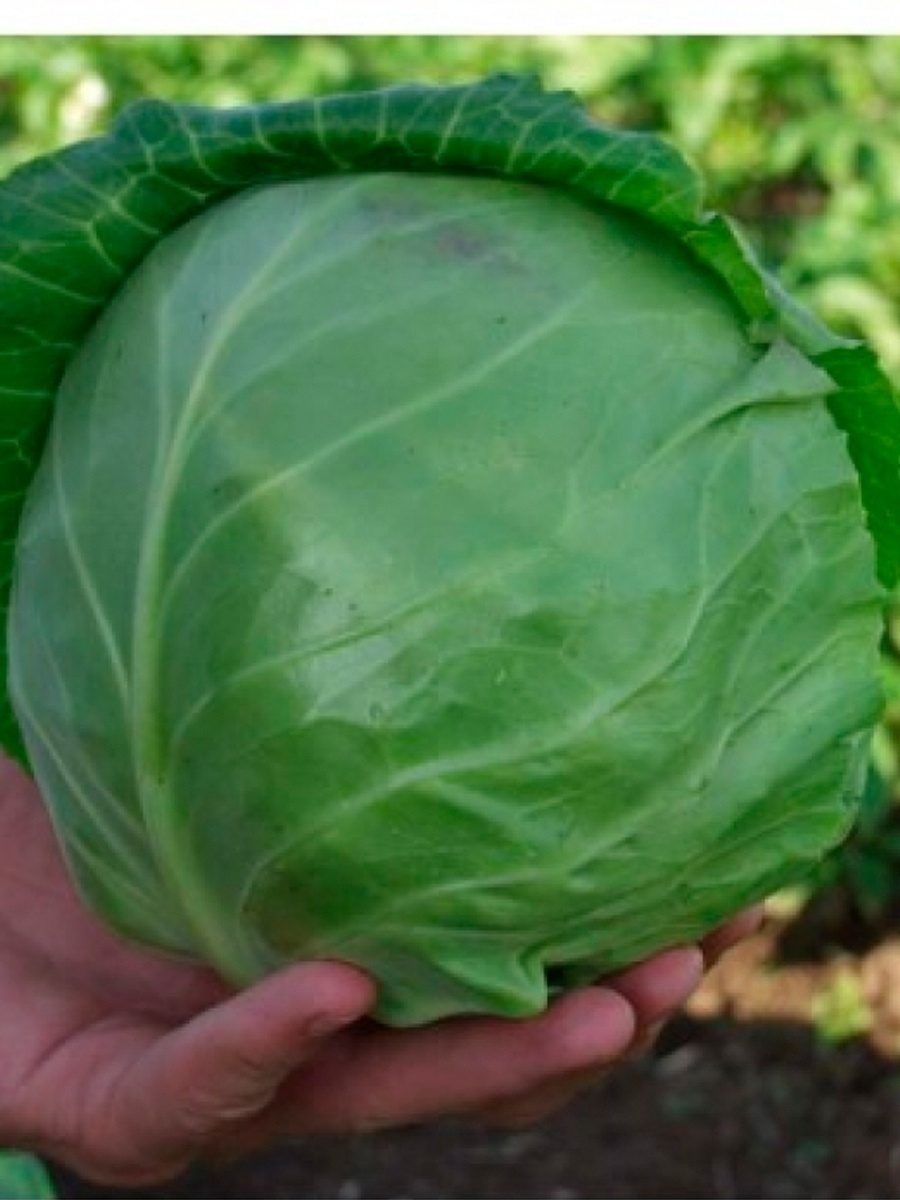 Kopūstai ankstyvi skanūs ‘PAREL H’ 30 sėklų BS. Kopūstai ankstyvi skanūs ‘PAREL H’ 30 sėklų BS.