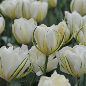 Tulpės baltos su geltonu, žalsvu žiedlapiu 'WHITE VALLEY',