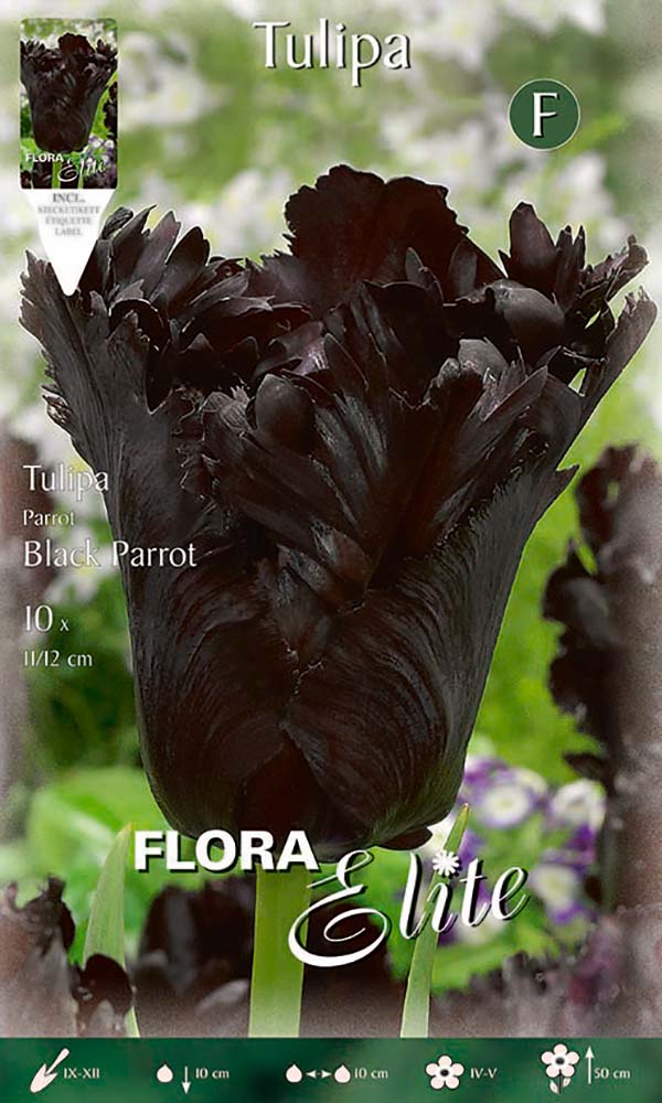 Tulpės Black Parrot