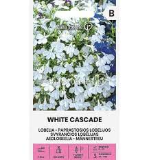Lobelijos svyrančios baltos 'WHITE CASCADE' 0,1 g A.