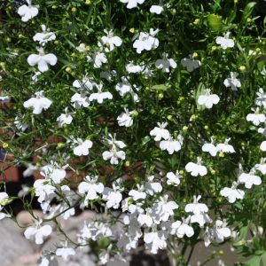 lobelia Cascade white vazone iš arti
