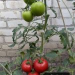 Rinkinys „Pomidorų džiaugsmas - 2" su segtukais ir špagatu