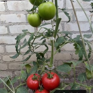 pomidorai Esmira siltn.