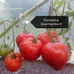 pomidorai Gourmandia Keras