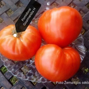 pomidorai Gourmandia stiklinėje vazoje ŽS www.kletele.lt