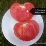 pomidorai Gourmandia H prapjautas vaisius www.kletele.lt