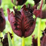 Tulpės papūginės vėlyvos tamsios 'BLACK PARROT'