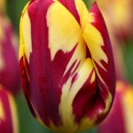 Tulpės triumph („su potėpiais“) 'HELMAR',