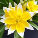 Tulpės žemos geltonos su baltais 'DASYSTEMON'