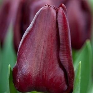 Tulpės triumfo tamsiai raudonos 'MASCARA'
