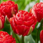 Tulpės pilnavidurės raudonos 'PAMPLONA