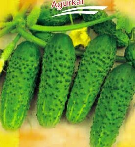 Agurkai savidulkiai labai derlingi, labai skanūs ‘MIRABELLE F1’ 12 sėklų S.