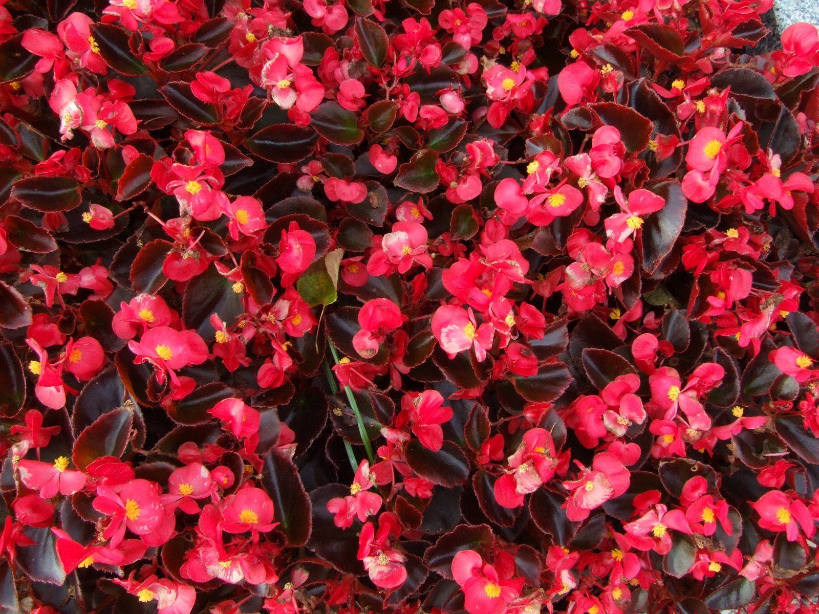 Visadžydės begonijos (ledukai) raudonos tamsialapės, žemos 'BROUMOV F1' 50 granulių S. Visadžydės begonijos (ledukai) raudonos tamsialapės, žemos 'BROUMOV F1' 50 granulių S.