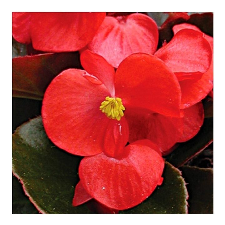 Visadžydės begonijos (ledukai) raudonos tamsialapės, žemos 'BROUMOV F1' 50 granulių S. Visadžydės begonijos (ledukai) raudonos tamsialapės, žemos 'BROUMOV F1' 50 granulių S.