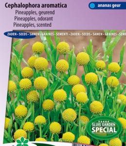 Aromatinė cefalofora, geltoni rutuliukai, kvepia  „Ananasinė gėlė“ 400 sėklų SLG