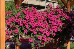 Petunijos svyrančios stambiažiedės, purpurinės 'DIAMOND PURPLE F1' 10 granulių S. Petunijos svyrančios stambiažiedės, purpurinės 'DIAMOND PURPLE F1' 10 granulių S.