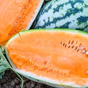 Orangeglo-Watermelon2
