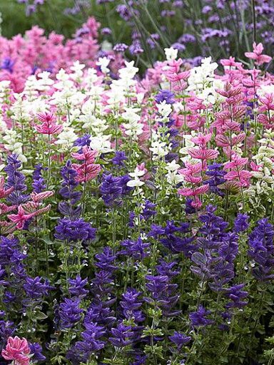 Šalavijai dailieji mišinys, spalvingi lapai 0,5 g T. Šalavijai dailieji mišinys, spalvingi lapai 0,5 g T.