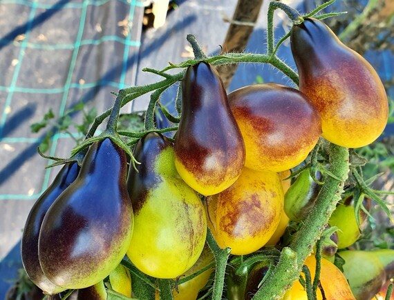 Pomidorai valgomieji geltonai violetiniai 'INDIGO PEAR DROPS F1' 9 sėklos K. Pomidorai valgomieji geltonai violetiniai 'INDIGO PEAR DROPS F1' 9 sėklos K.